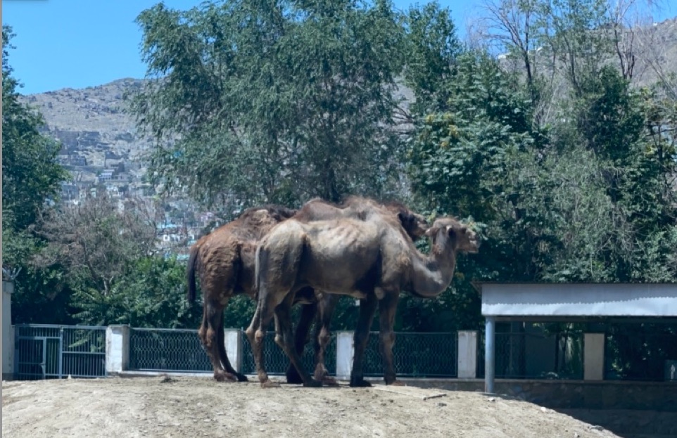 Kabul Zoo