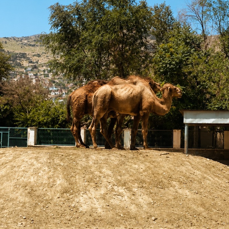 Kabul Zoo — view 2