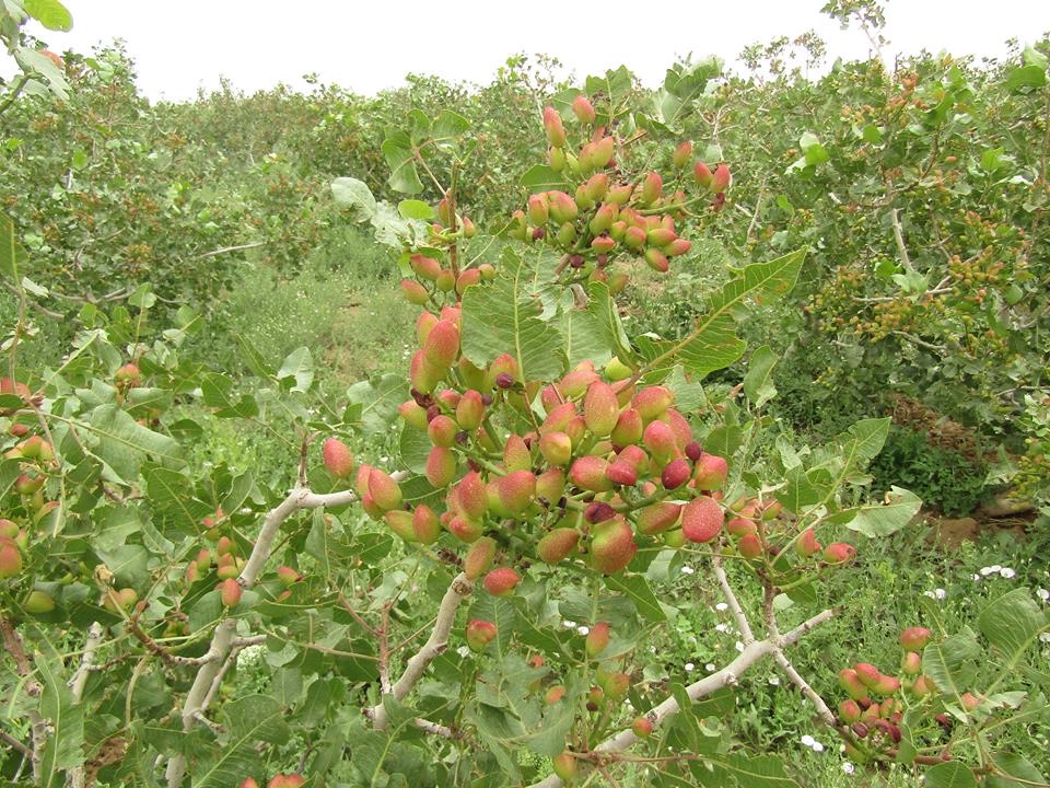 The Pistachio Forests of Badghis