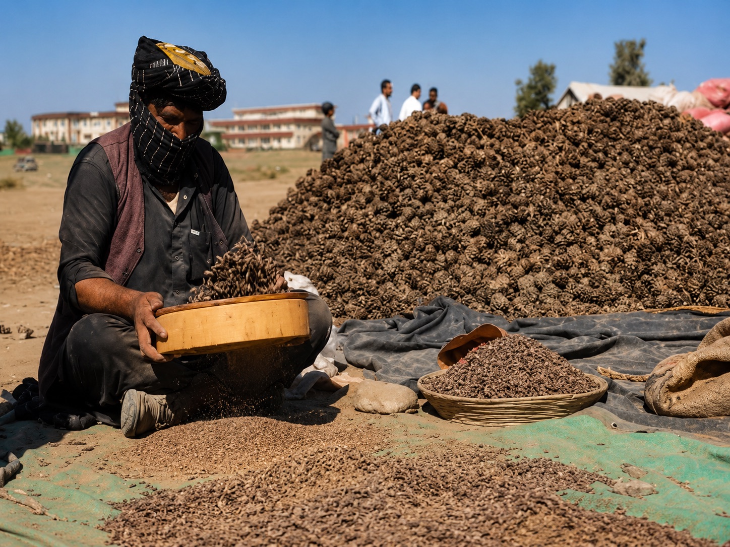 The Pine Nut Harvest of Paktia
