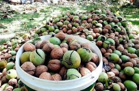 Panjshir Walnuts