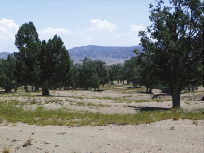 The Pine Nut Harvest of Paktia — image 2