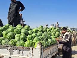 Farah Watermelon