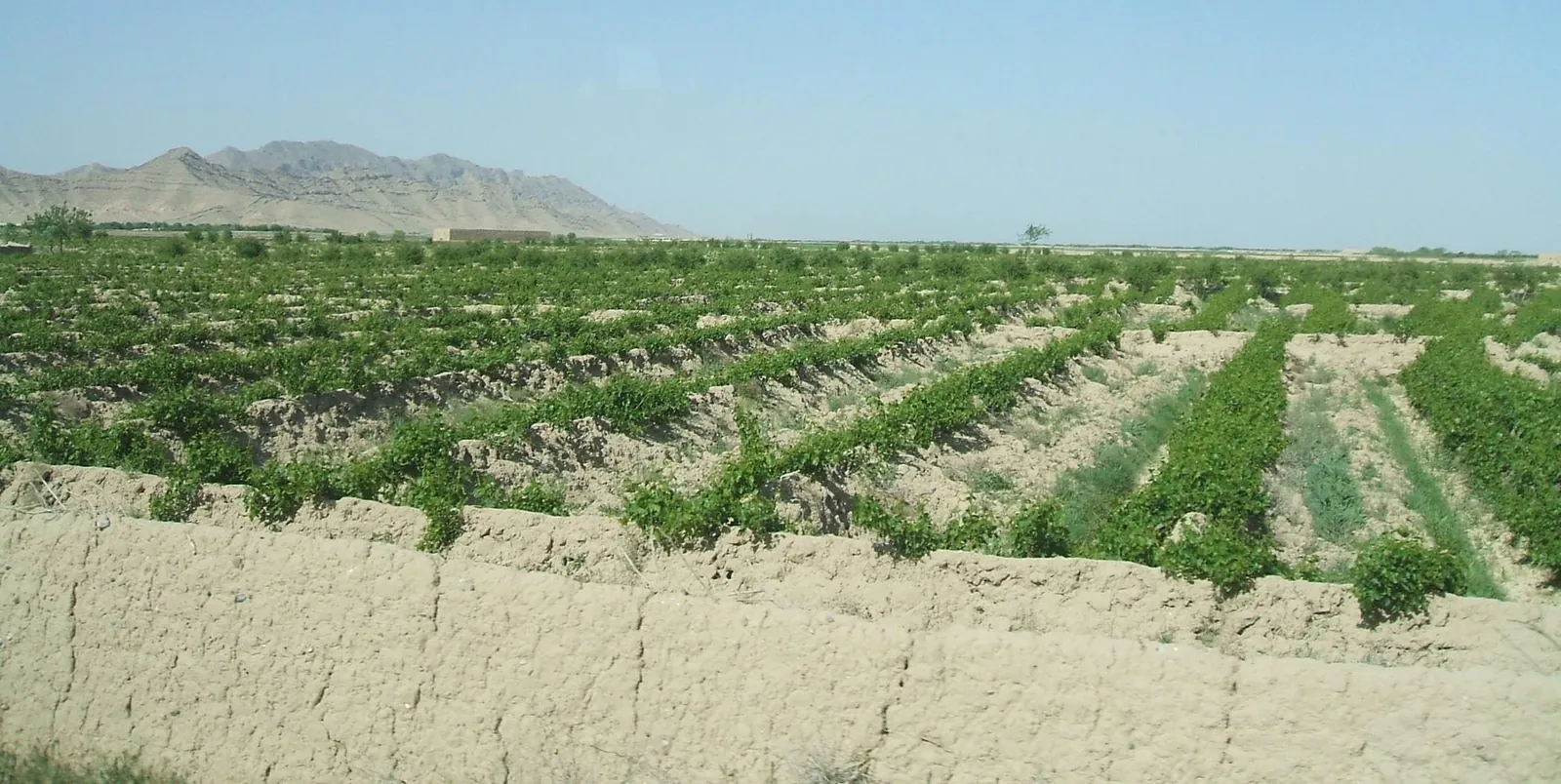 Grape vineyards in Kandahar Province