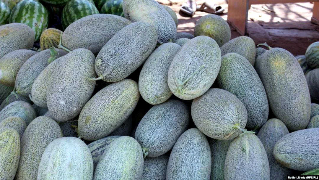 Kunduz Melon — image 2