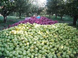 Wardak Apples